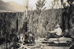 John-Baker-hauling-logs