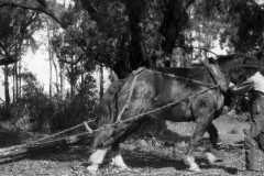 Walter-Ryder-Jnr-clearing-timber-from-farmland-at-Tawonga-c.-1926