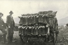 rabbits-loaded-on-dray-ready-for-sale-in-Bright